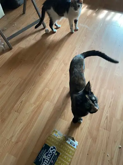 Female tortoiseshell cat, View more