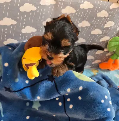 CKC Registered Yorkshire terrier puppies, View more