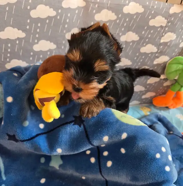 CKC Registered Yorkshire terrier puppies in Dogs & Puppies for Rehoming in City of Toronto - Image 2