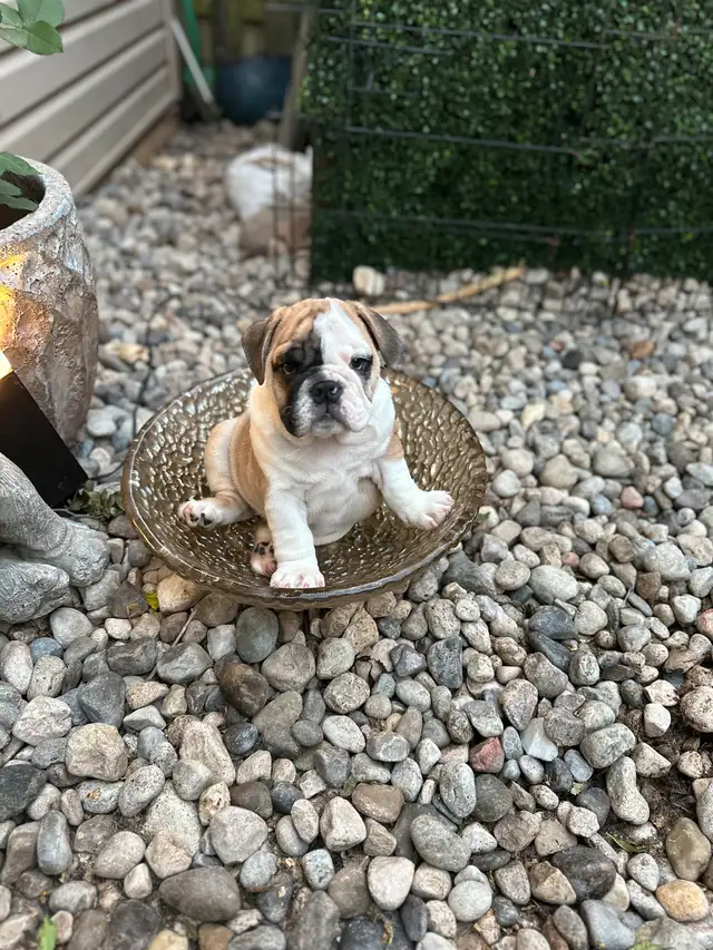 PUREBRED ENGLISH BULLDOGS CKC REGISTERED CHAMPION PARENTS in Dogs & Puppies for Rehoming in Mississauga / Peel Region - Image 3
