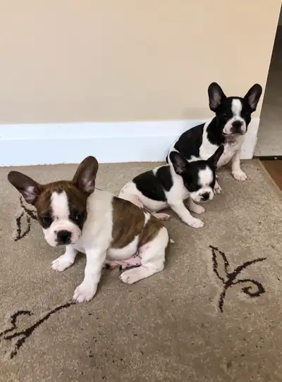 French Bulldog Boston puppies , View more