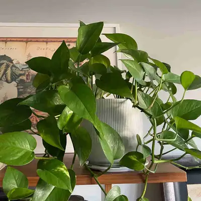 Golden Pothos, View more