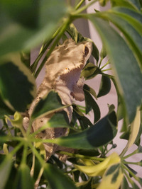 Male and Female crested Gecko