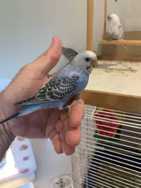 Hand fed baby budgies. Birds are closed banded. 