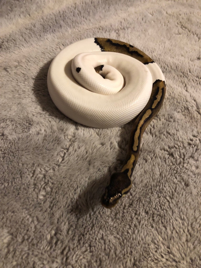 Ball pythons for sale or trade  in Reptiles & Amphibians for Rehoming in Markham / York Region