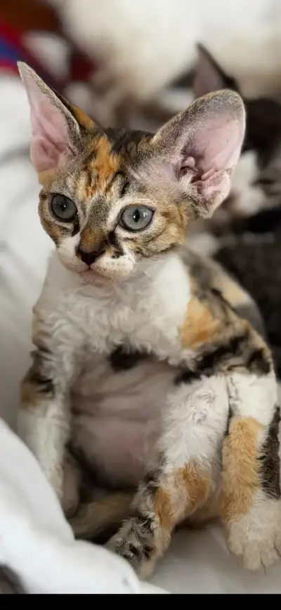 Devon rex kitten calico, View more