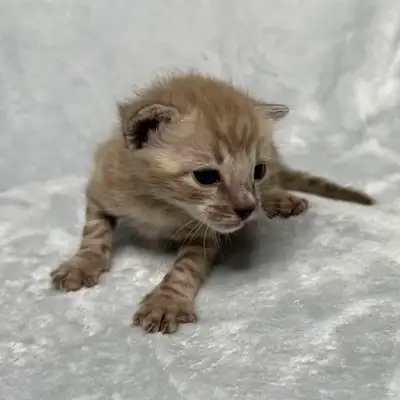 TICA Registered Bengal Kittens - now taking reservations, View more