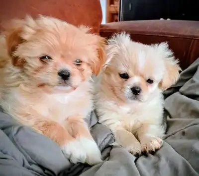 Sharanian puppies, View more