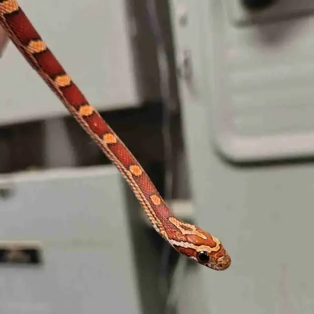 baby corn snake in Reptiles & Amphibians for Rehoming in Kawartha Lakes - Image 2
