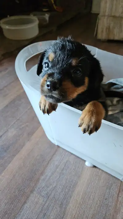 Rotti Pups, View more