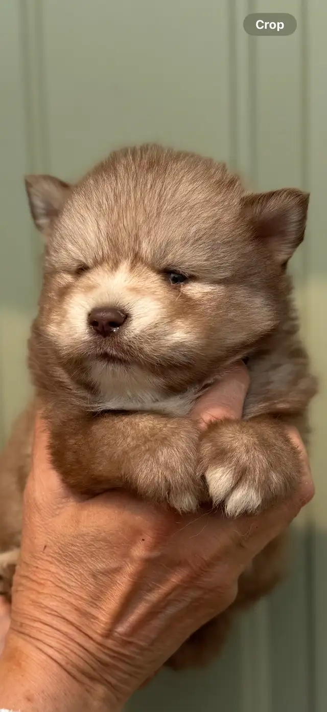 Beautiful Long Haired Blue eyed Pomskys (Pomeranian x Husky) in Dogs & Puppies for Rehoming in St. Albert - Image 3