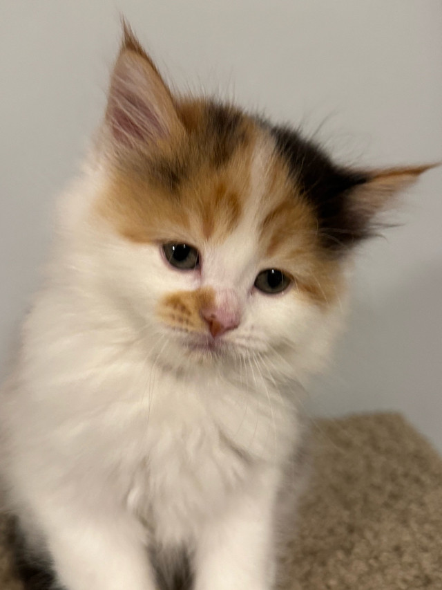 Ready to go!!! ONLY 1 left ! Longhair LARGE Mainecoon X Ragdoll in Cats & Kittens for Rehoming in Owen Sound - Image 2