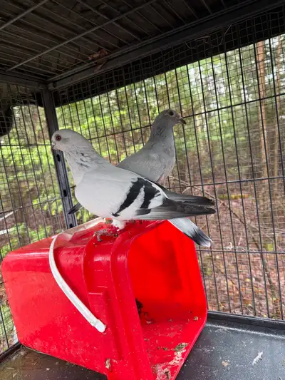 pigeons for rehoming, View more