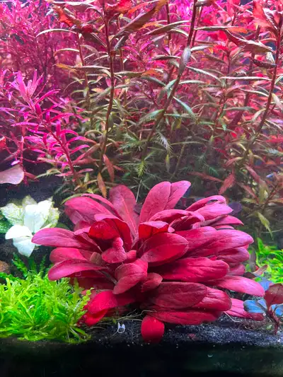 Samolus Parviflorus Red Rare stem plant, one of the few red foreground plants. Grow around 2-3 inche...