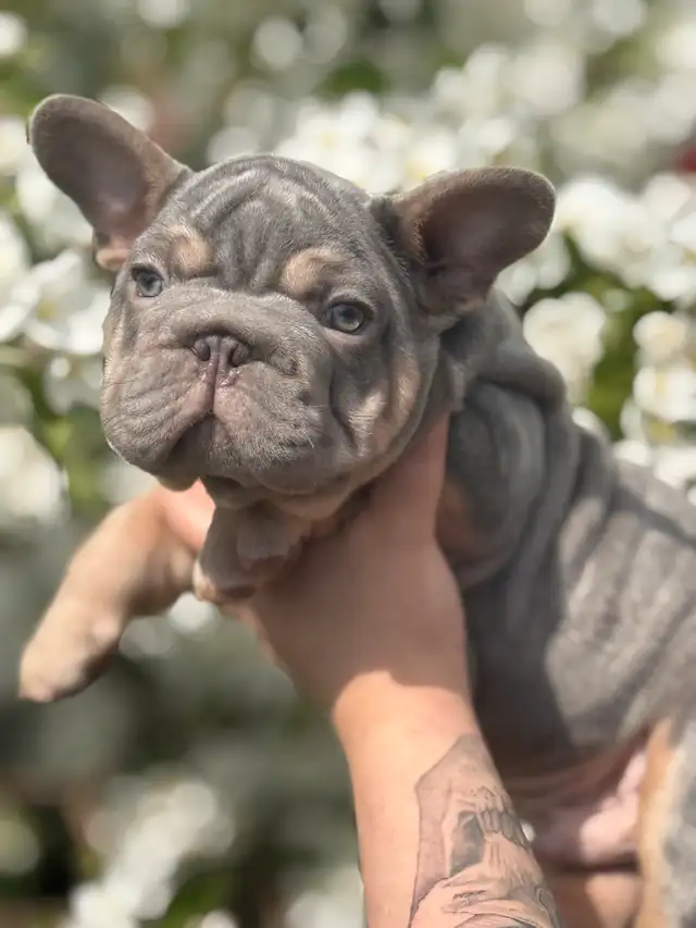 All sold our waiting list for our next wrinkled litter open now in Dogs & Puppies for Rehoming in Strathcona County - Image 8