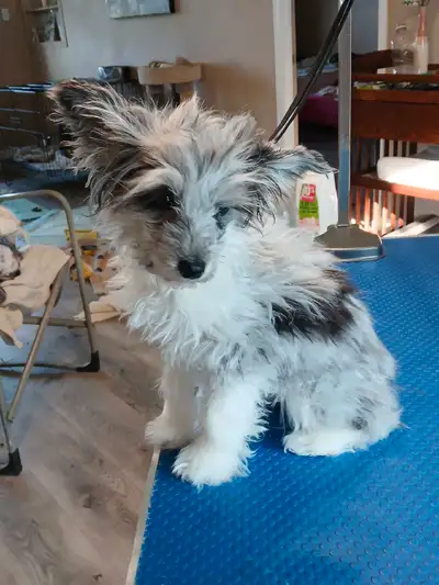 Poodle puppy Introducing Paris Female Highly intelligent and easy to train! Non-shedding which is gr...