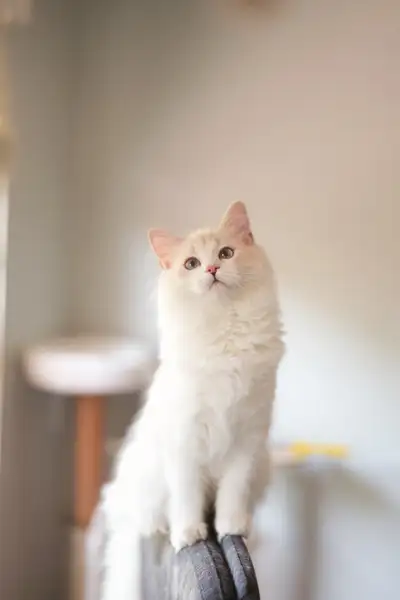 Cat Boarding in Markham, View more