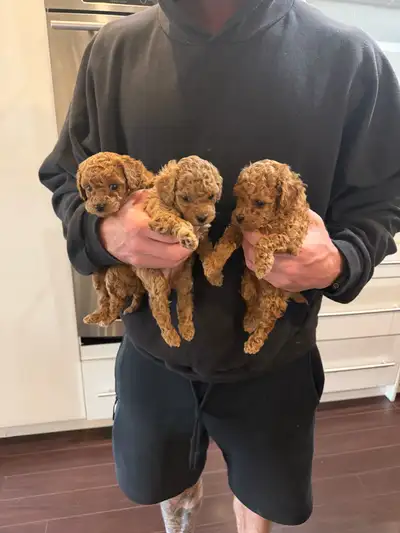 Rare purebred Korean poodles, View more