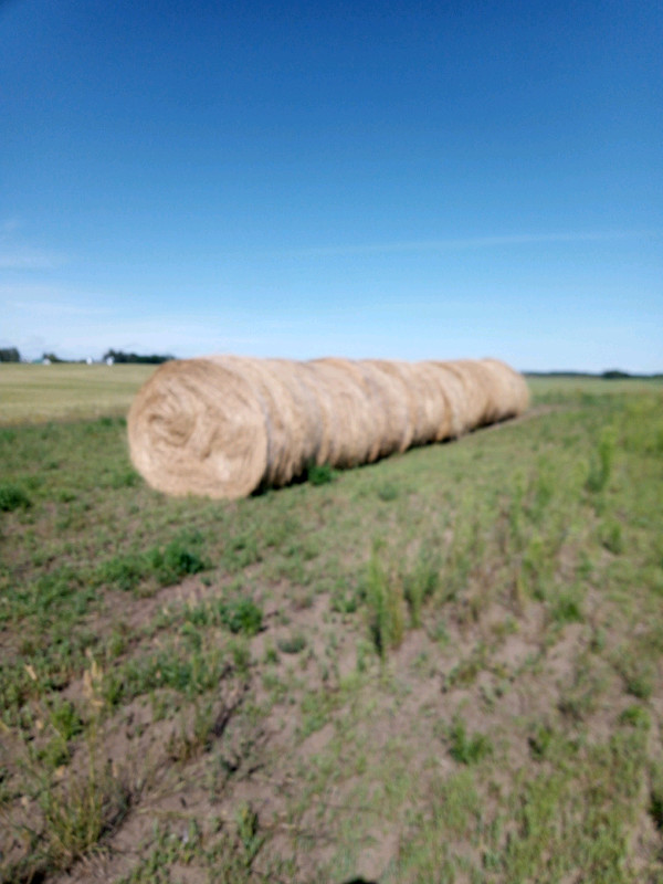 Round hay bales for sale Livestock Prince Albert Kijiji
