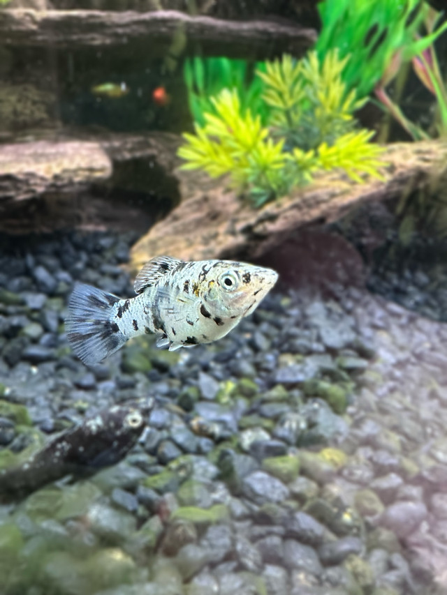Dalmatian Mollies in Fish for Rehoming in Brantford