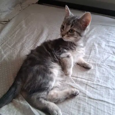 Grey male kitten for sale, View more