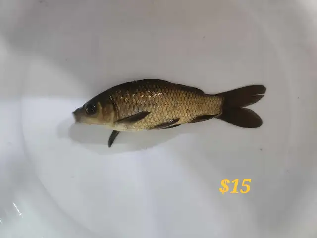 Gold fish in Fish for Rehoming in Mississauga / Peel Region - Image 6