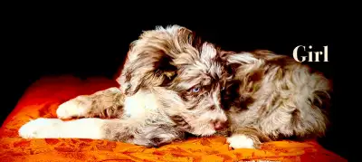 READY TO GO! 2 beautiful BORDOODLES, View more