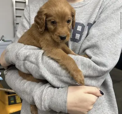 Golden Irish Puppies, View more