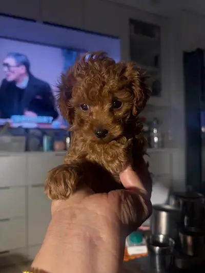 tiny toy poodle, View more