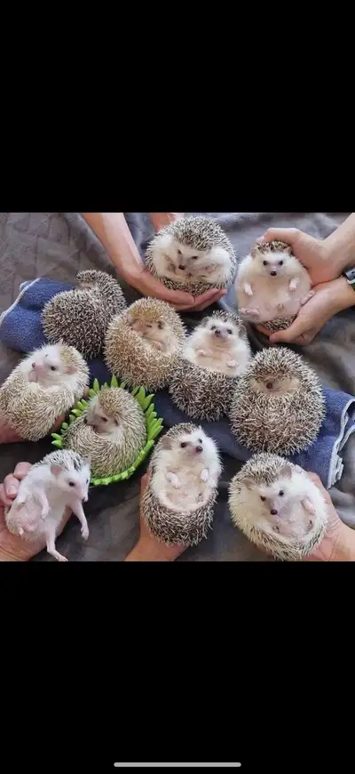 iso toys, chews, wheels, hides, etc for 2 hedgehogs