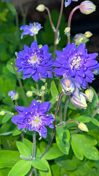 Blue and red columbine plants for sale