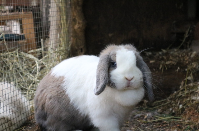 purebred holland lop female in Small Animals for Rehoming in Hamilton