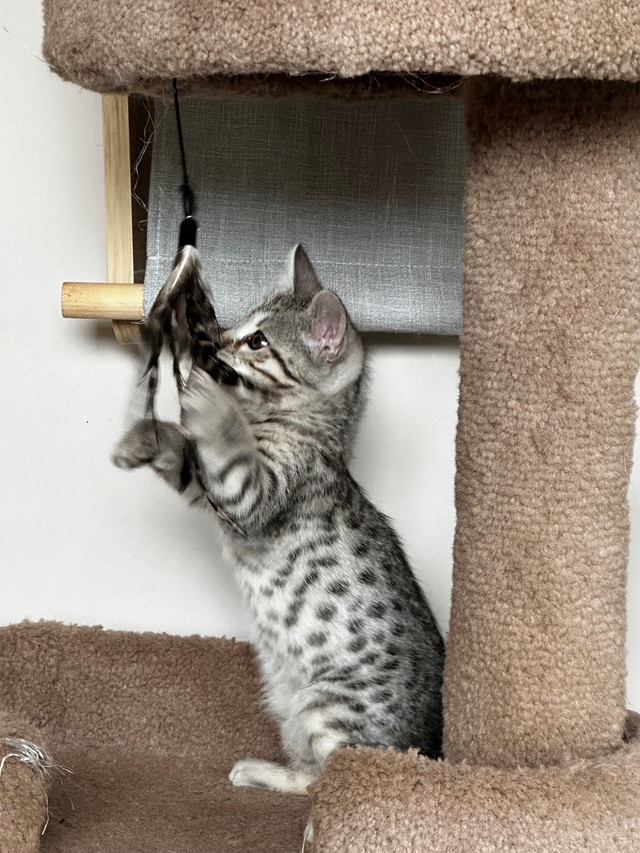 Highland Lynx/ Savannah male kittens  in Cats & Kittens for Rehoming in North Bay