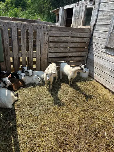 Deux superbes petits chevreaux miniatures demi-nigériens âgés d’environ 6 mois et en parfaite santé....