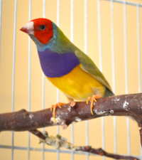 Gouldian finches for sale 