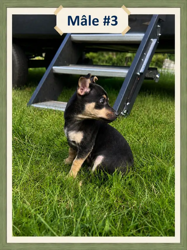 ♥️Chiots X Jack Russell x Chihuahua in Dogs & Puppies for Rehoming in Laurentides - Image 6