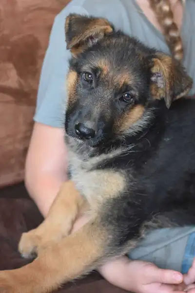 German Shepherd Puppies, View more