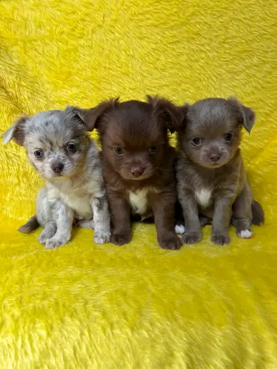 *** Adorable Long Coat Chihuahua Puppies***, View more