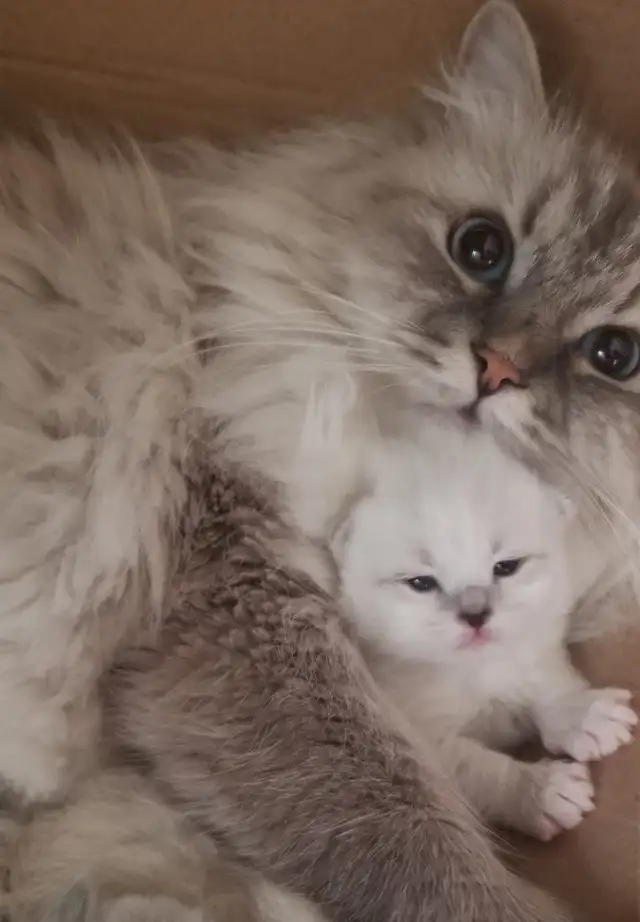 Neva Masquerade Kittens (Siberian) | 2 Available