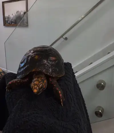 red foot tortoise, View more