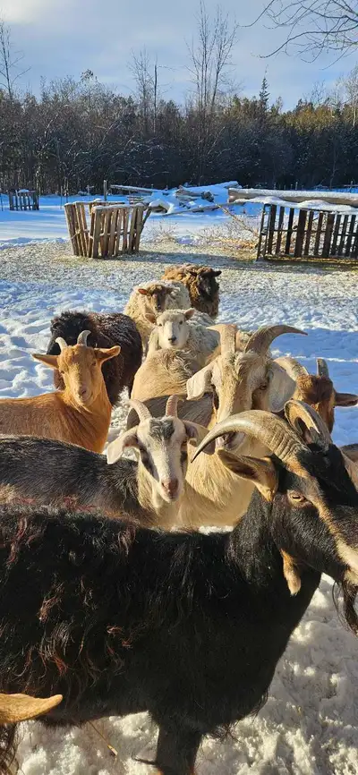 Goat mother's and kids, View more