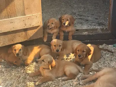Red Retrievers, View more