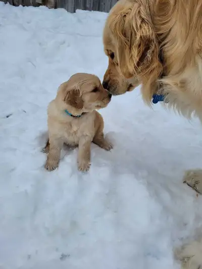 Chiot Golden Retriever prêt Janvier, View more