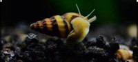 Assassin snails 