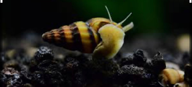 Assassin snails  in Other Pets for Rehoming in Saskatoon