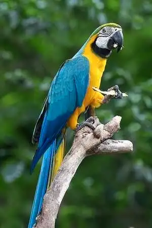 looking for a blue and gold baby macaw, View more