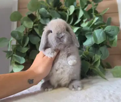 Petit bebe lapin belier hollandais, View more