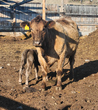 Cow/calf pair for sale