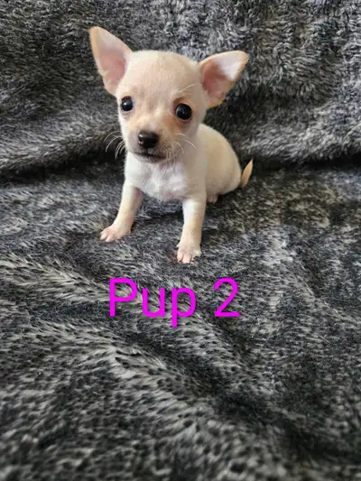 chihuahua in Dogs & Puppies for Rehoming in Calgary | Kijiji