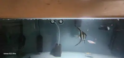 Angel fish for sale, View more